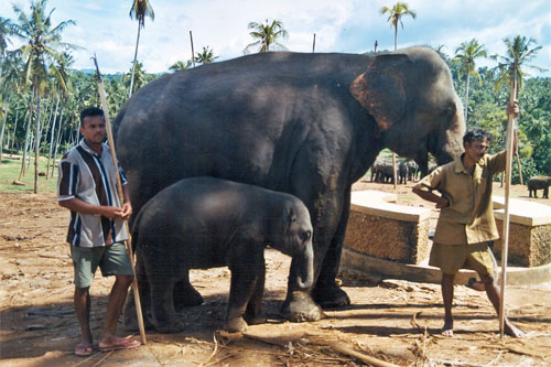 Elefantenmutter und Kind in Pinnawela