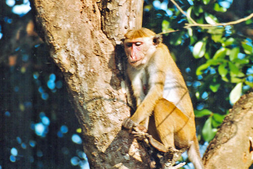 Affe im Yala Nationalpark
