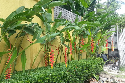 seltsame Pflanzen in Ban Bang Niang