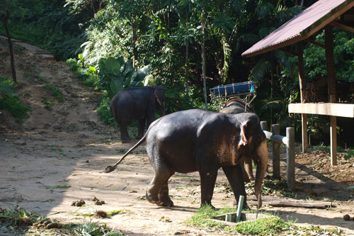 im Asia Safari Khao Lak