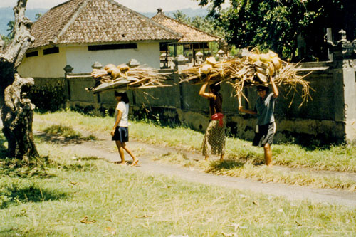 Bali Lovina