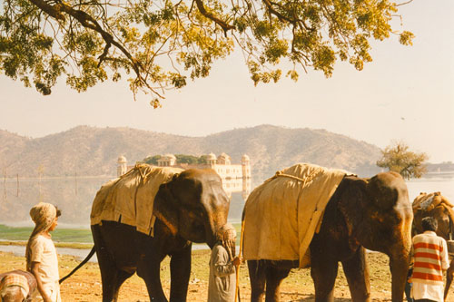 Elefanten unterwegs