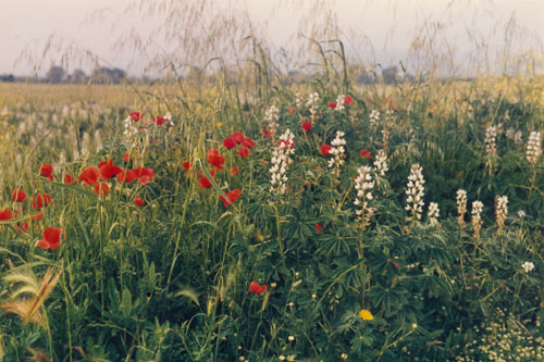 Blumenwiese unterwegs