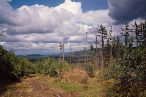 Die Taiga bei Irkutsk