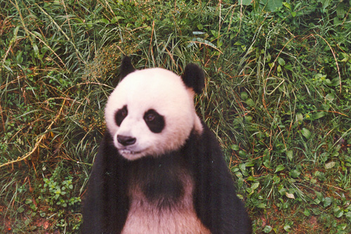 Panda im Zoo von Hangzhou