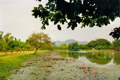 Lotussee im Geschichtspark