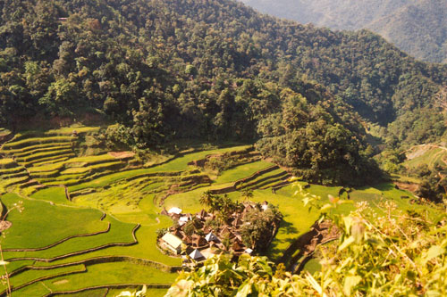 Reisterrassen bei Banaue