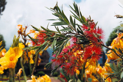 Blumen in Bedugul