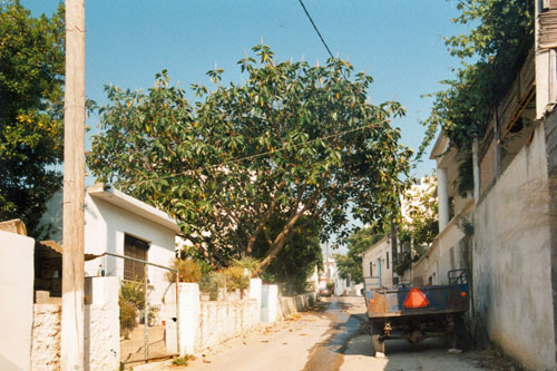 Dorfstrasse in Pitsidia