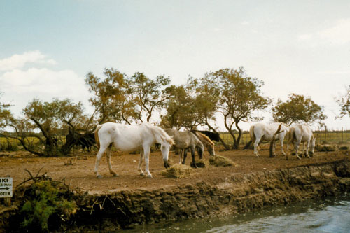Landschaft der Camarque