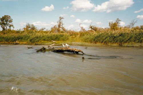 Landschaft der Camarque