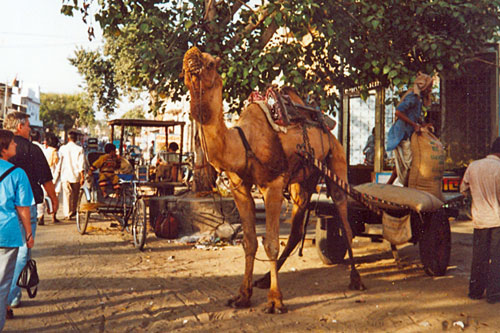 in der Unterstadt in Jaisalmer