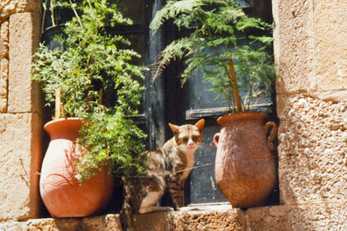 In der Ritterstrasse in Rhodos Stadt