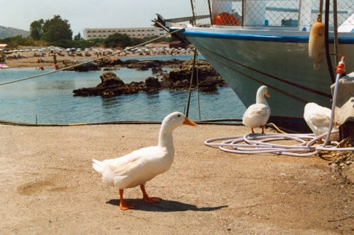 Strand von Kolymbia