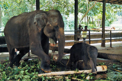 Elefantenmutter und Kind in Pinnawela
