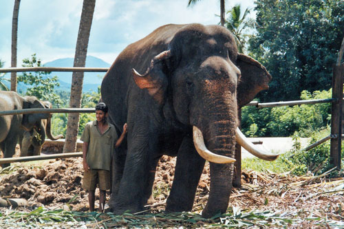 Alter Elefant in Pinnawela