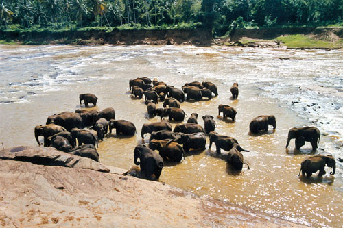 Elefantenbad in Pinnawela