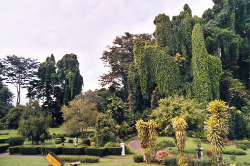 im botanischen Garten bei Kandy