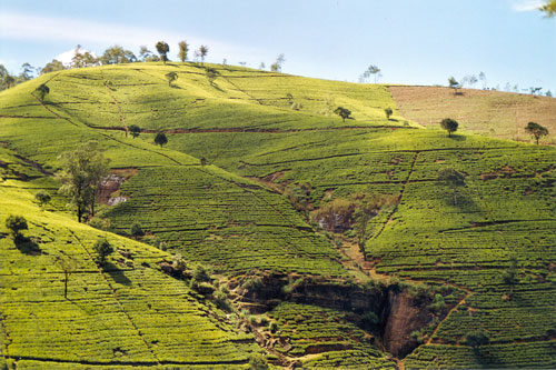 auf dem Weg nach Nuwara Eliya