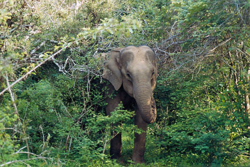 Elefant im Yala Nationalpark