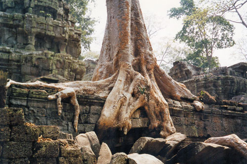 Ta Prohm