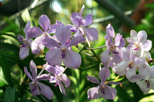 Orchideen Farm