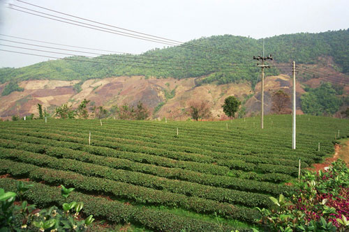 Teeplantage bei Mae Salong