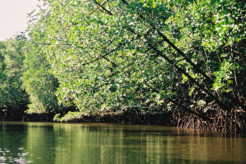 Mangrovenfahrt auf Langkawi