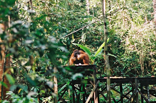 gefriger Orang Utan im Semenggoh Orang-Utan Sanctuary