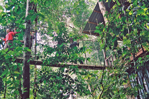 Canopy Walk