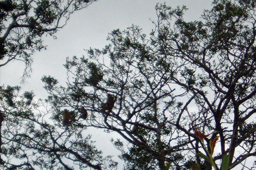 Nasenaffensuchbild in den Klias Wetlands