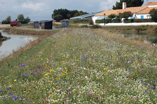 auf der le de Noirmoutier