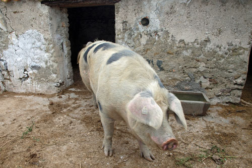 Heimatmuseum Le Daviaud