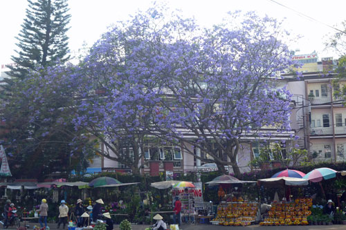 im Zentrum in Da Lat