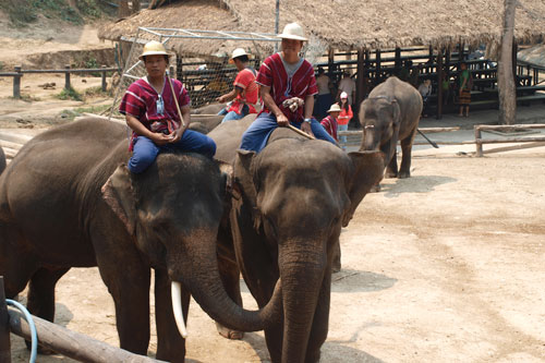 Mae Sa Elephant Camp