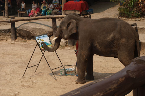 Mae Sa Elephant Camp