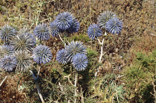 Schne Distel unterwegs