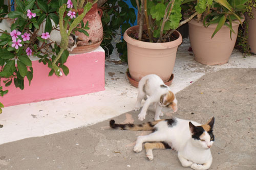 Miezekatzen bei Babis