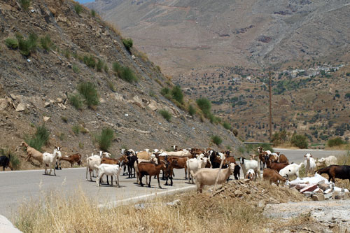 Ziegen unterwegs nach Agios Pavlos
