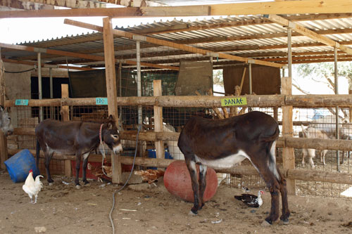 Esel Sanctuary bei Petrokefali