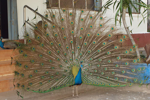 Pfau im Wat Khao Chin Lae (Peacock Tempel)