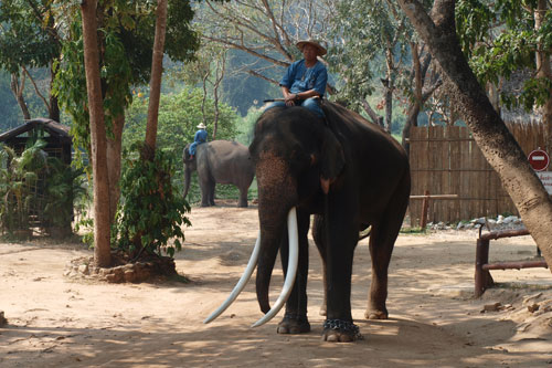 im Thai Elephant Conservation Center