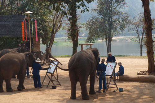 im Thai Elephant Conservation Center