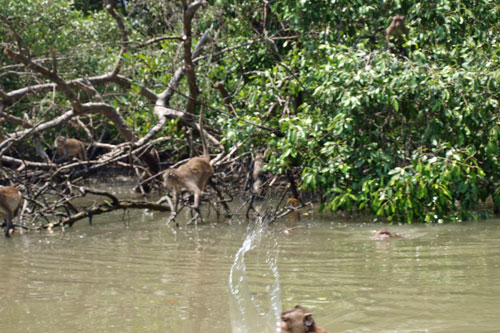 schwimmende Makaken im Mangrovenwald