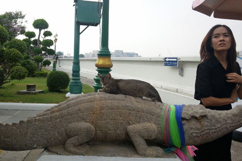 Katze und Krokodil am Fhranleger