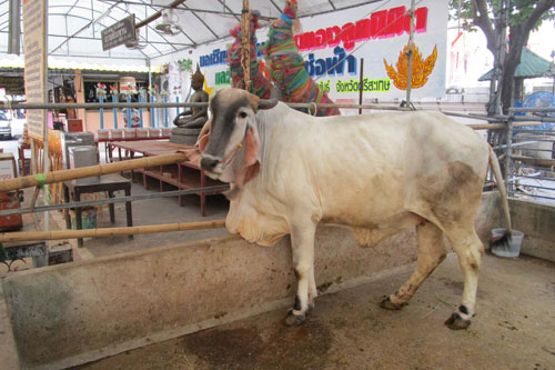 Zebus (Buckelrind) im Wat Sribunreung