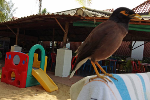 Hirtenmaina (Latschevogel) am Strand