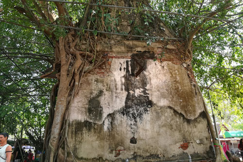 Wat Bang Kung, der Tempel im Baum