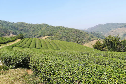 Teeplantage 101 bei Mae Salong