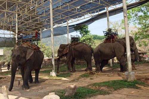 Elefantencamp im Ruam Mit Village